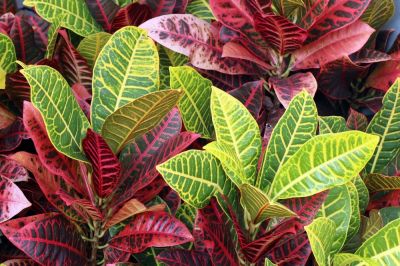 Houseplant of the month October: Croton