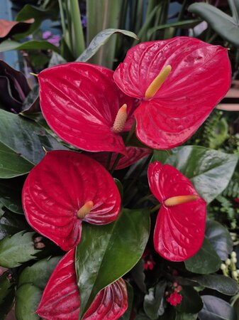 Anthurium royal champion RED