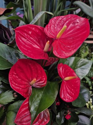 Anthurium royal champion RED