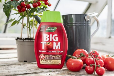 Big Tom Super Tomato Food 1L plus 25% FREE - image 2