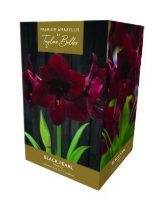 Black Pearl Amaryllis Gift Box - image 4