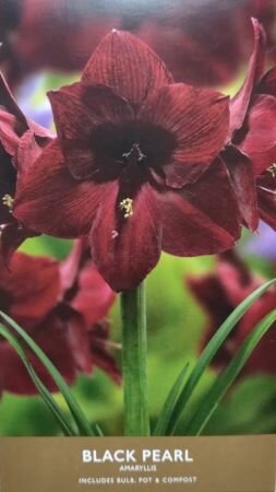 Black Pearl Amaryllis Gift Box - image 2