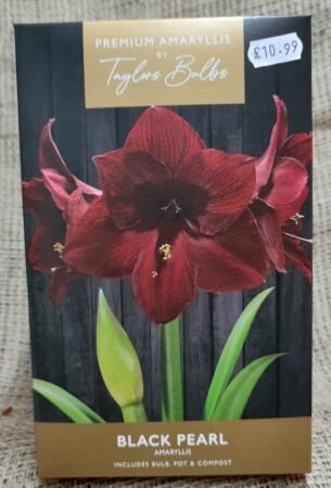 Black Pearl Amaryllis Gift Box - image 1