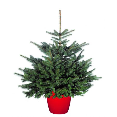 Blue Spruce 80/100cm cont - image 1