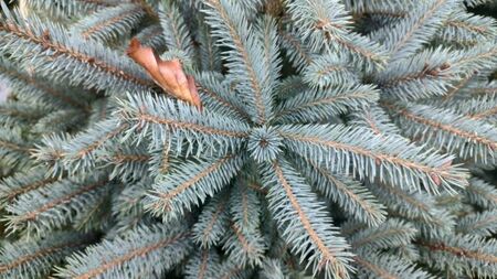 Blue Spruce 80/100cm cont - image 2