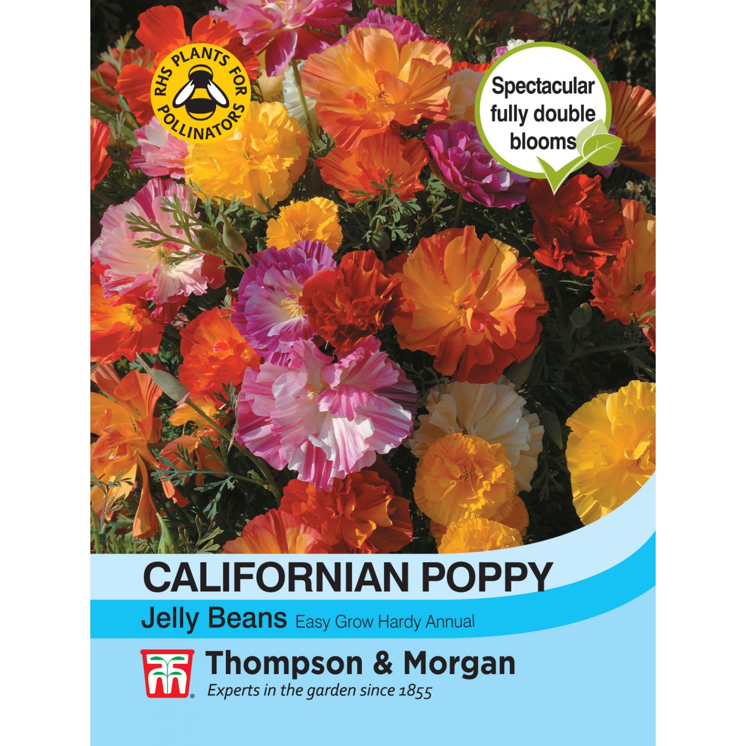 Californian Poppy Jelly Beans The Gardens Group