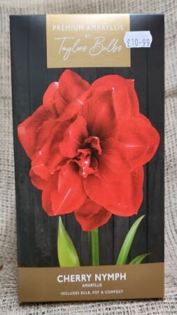 Cherry Nymph Amaryllis Gift Box - image 1