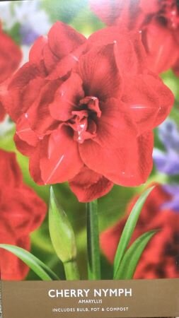 Cherry Nymph Amaryllis Gift Box - image 2