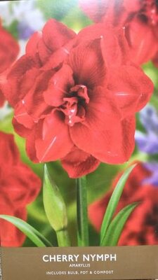 Cherry Nymph Amaryllis Gift Box - image 2