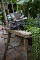 Food for indoor plants