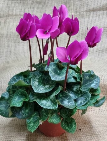 Cyclamen persicum (Indoor cyclamen / florist's cylamen) - image 4