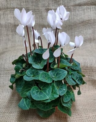 Cyclamen persicum (Indoor cyclamen / florist's cylamen) - image 3