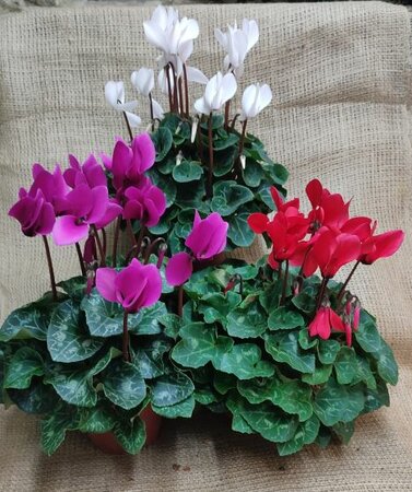 Cyclamen persicum (Indoor cyclamen / florist's cylamen) - image 1