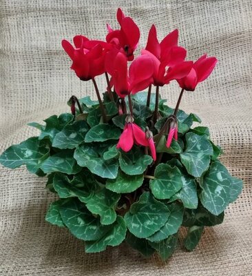 Cyclamen persicum (Indoor cyclamen / florist's cylamen) - image 2