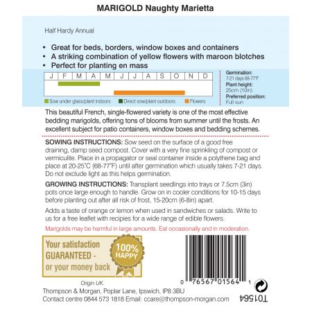 Marigold Naughty Marietta (French) - image 2