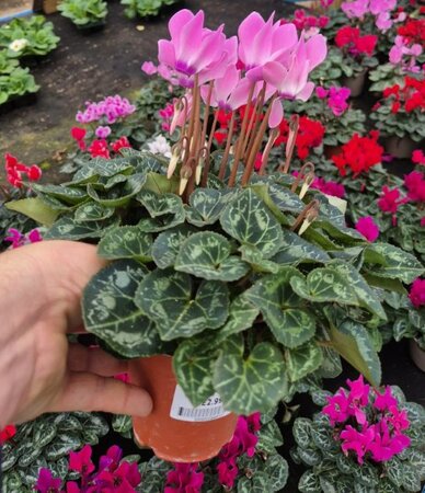 Mini Cyclamen 9cm - image 2