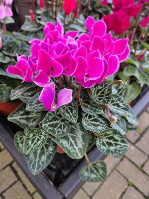 Mini Cyclamen 9cm - image 7