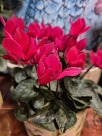 Mini Cyclamen 9cm - image 8