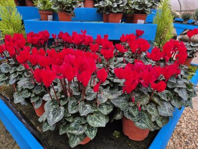 Mini Cyclamen 9cm - image 4