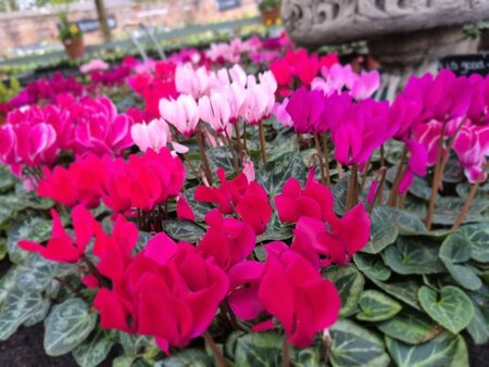 Mini Cyclamen 9cm - image 6