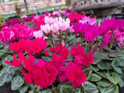 Mini Cyclamen 9cm - image 6