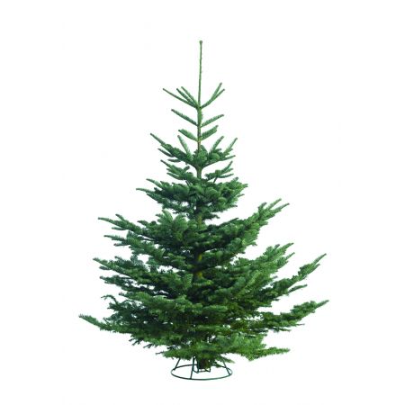 Noble Fir 150/180