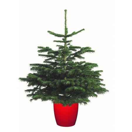 Nordman Fir 80/100cm cont - image 2