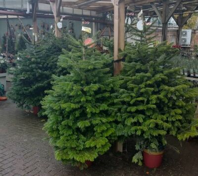 Nordman Fir 80/100cm cont - image 1