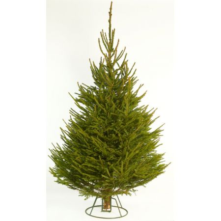 Norway Spruce 120/150