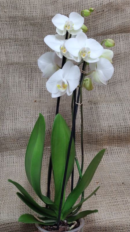 Phalaenopsis (Moth Orchid) - image 1