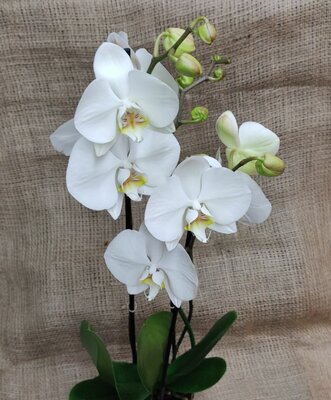 Phalaenopsis (Moth Orchid) - image 2