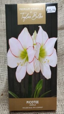 Picotee Amaryllis Gift Box - image 1