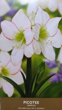 Picotee Amaryllis Gift Box - image 2