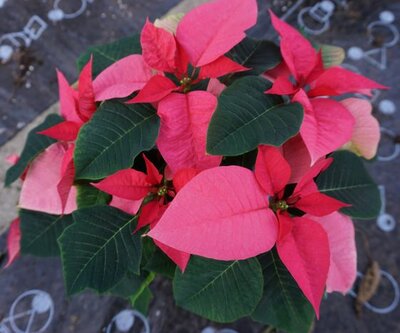 Poinsettia 13cm - image 3