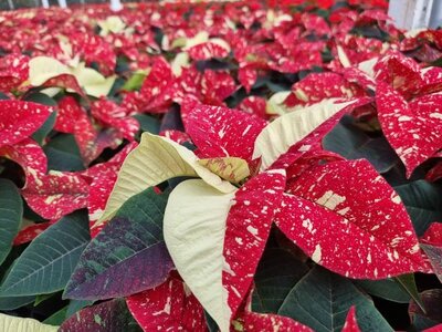 Poinsettia 13cm - image 2