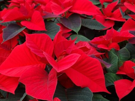 Poinsettia 13cm - image 1