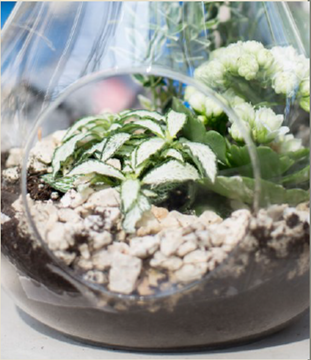 Poundbury Gardens Terrarium Workshop February 2026