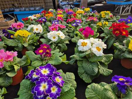 Primrose 10cm - image 1