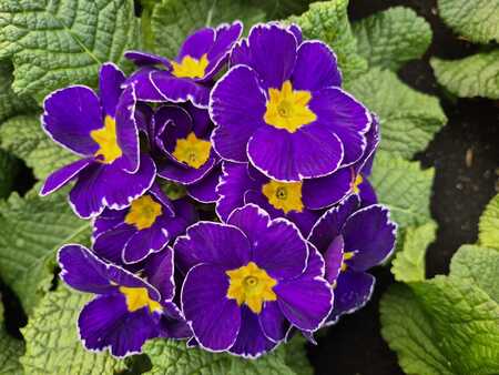 Primrose 10cm - image 2