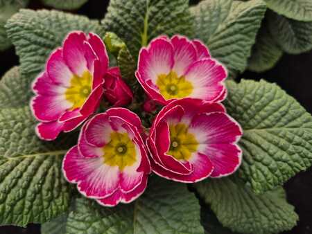 Primrose 10cm - image 3