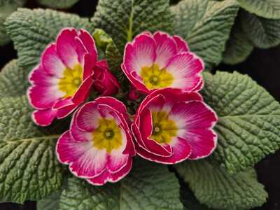 Primrose 10cm - image 3