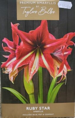 Ruby Star Amaryllis Gift Box - image 1