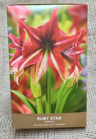 Ruby Star Amaryllis Gift Box - image 2