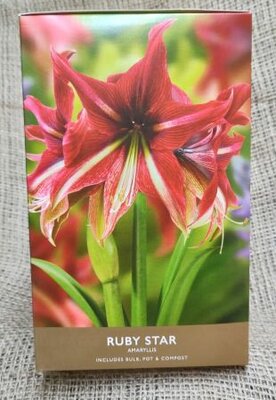 Ruby Star Amaryllis Gift Box - image 2
