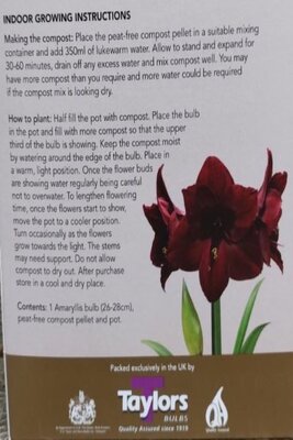 Ruby Star Amaryllis Gift Box - image 3