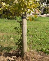 Stakes, Canes & Posts