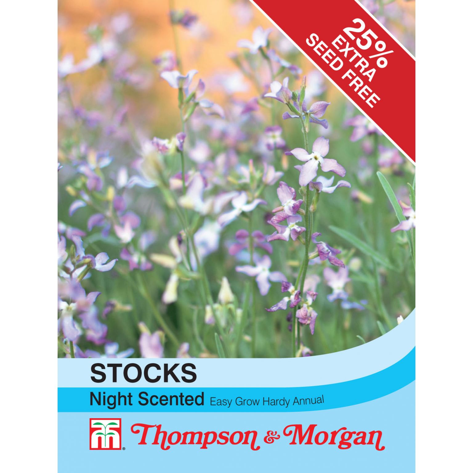 Stocks Night Scented The Gardens Group