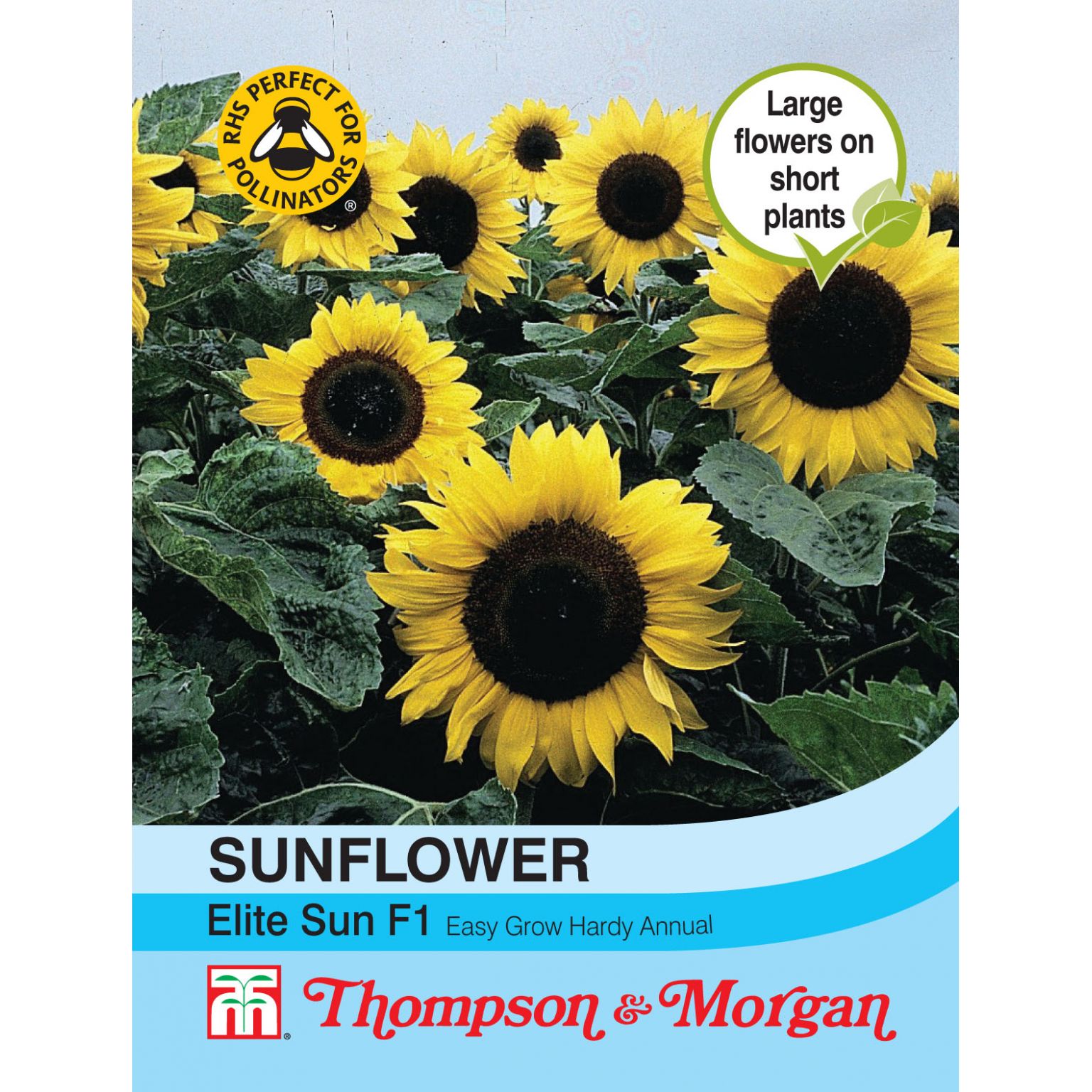 Sunflower Elite Sun F1 Hybrid - The Gardens Group