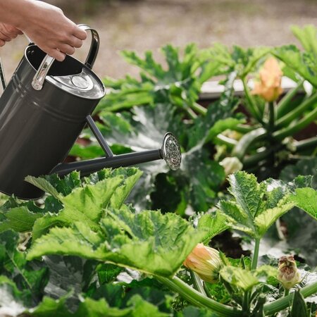Westland Organic Seaweed plant stimulant 1litre - image 2