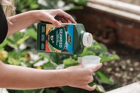 Westland Organic Seaweed plant stimulant 1litre - image 3